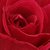 Roșu - Trandafir teahibrid - American Home